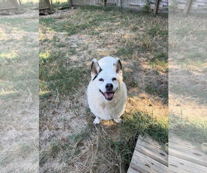 American Eskimo Dog-Unknown Mix Dogs for adoption in Jackson, MS, USA