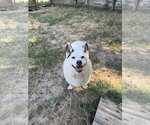 Max - Male American Eskimo Dog-Unknown Mix Dog for Adoption - Small photo