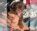 Small #5 Shorkie Tzu