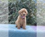 Small Photo #4 Goldendoodle Puppy For Sale in ANTIOCH, TN, USA