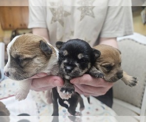Chorkie Puppy for sale in DECATUR, AL, USA