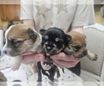 Small Chorkie