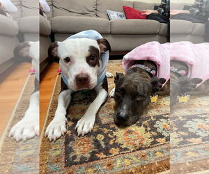 Quinn - Female American Pit Bull Terrier-Unknown Mix Dog for Adoption - Photo #6