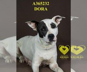 Mutt Dogs for adoption in Stockton, CA, USA