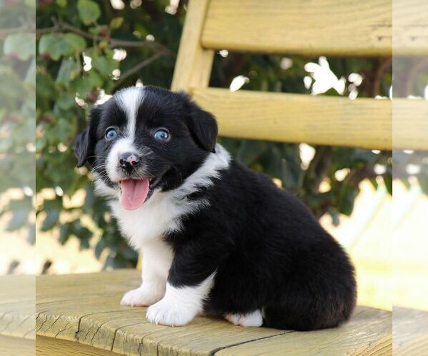 Medium Photo #2 Aussie-Poo Puppy For Sale in ARTHUR, IL, USA