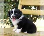 Small #1 Aussie-Poo