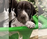 Small #6 German Shorthaired Pointer