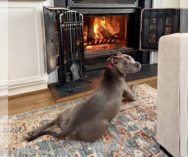 Medium Photo #7 American Pit Bull Terrier Puppy For Sale in Alexandria, VA, USA