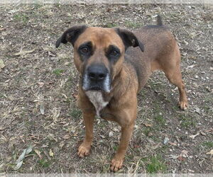 Stella - Female Black Mouth Cur-Unknown Mix Dog for Adoption - Photo #7