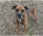Small #6 Black Mouth Cur Mix