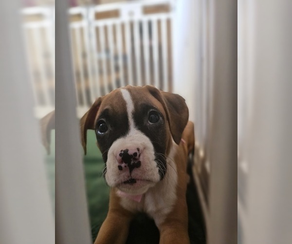 Medium Photo #8 Boxer Puppy For Sale in LYONS, KS, USA