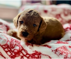 Goldendoodle (Miniature) Puppy for sale in SAINT MARYS, KS, USA