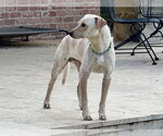 Small #8 Labrador Retriever Mix