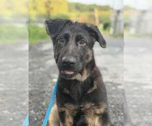 German Shepherd Dog Puppy for Sale in NEWVILLE, Pennsylvania USA