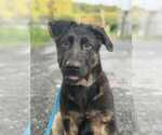Small German Shepherd Dog