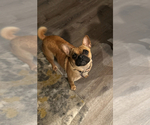 Small Photo #1 Boxer-Valley Bulldog Mix Puppy For Sale in KENT, WA, USA
