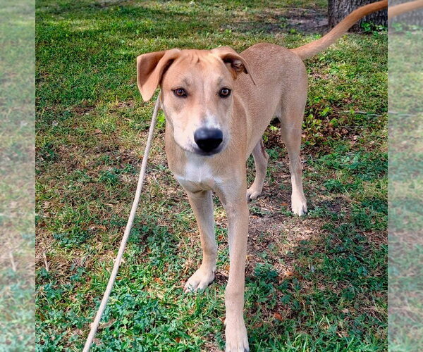 Medium Photo #4 Mutt Puppy For Sale in Rockaway, NJ, USA