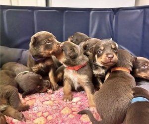 Australian Kelpie Litter for sale in KANAB, UT, USA