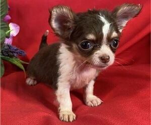 Chihuahua Puppy for sale in NEW YORK, NY, USA
