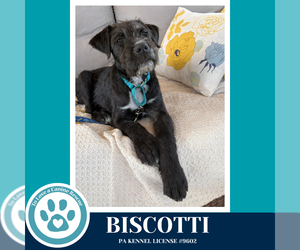 Labrador Retriever-Unknown Mix Dogs for adoption in Kimberton, PA, USA