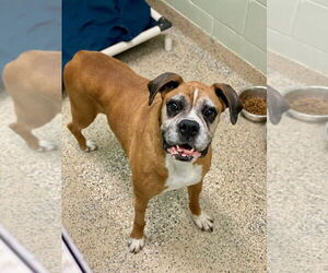 Boxer Dogs for adoption in Austin, TX, USA