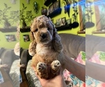 Small Photo #3 Maltipoo Puppy For Sale in FEASTERVILLE TREVOSE, PA, USA