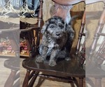 Small #13 Aussiedoodle
