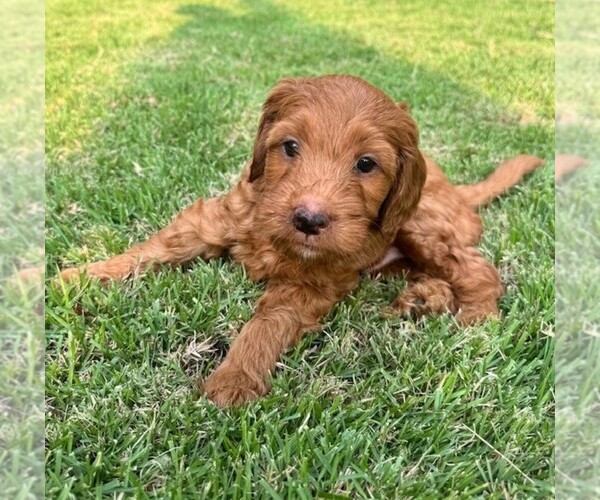 Medium Photo #16 Double Doodle Puppy For Sale in LAGRANGE, GA, USA