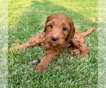 Small Photo #16 Double Doodle Puppy For Sale in LAGRANGE, GA, USA