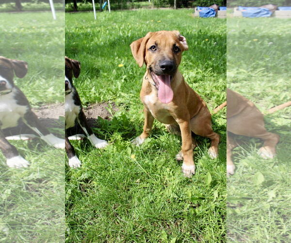 Medium Photo #3 Mutt Puppy For Sale in Brooklyn Center, MN, USA