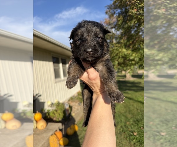 Medium Photo #2 German Shepherd Dog Puppy For Sale in MARSHALL, MO, USA