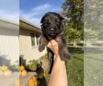 Litter of 11 - Male(s) and Female(s) German Shepherd DogLitter of Puppies for Sale - Photo #2
