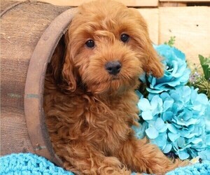 Cavapoo Puppy for Sale in JONES, Michigan USA