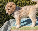 Small Photo #10 Goldendoodle (Miniature) Puppy For Sale in PLACERVILLE, CA, USA