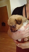 Small Photo #11 Pembroke Welsh Corgi Puppy For Sale in JURUPA VALLEY, CA, USA