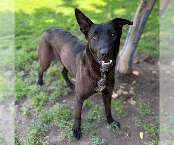 Medium Photo #1 German Shepherd Dog-Unknown Mix Puppy For Sale in Modesto, CA, USA