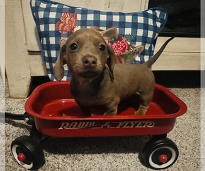 Dachshund Puppy for sale in JOHNSTON CITY, IL, USA