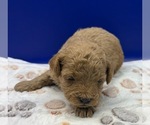 Small Photo #12 Poodle (Miniature) Puppy For Sale in BLUE MOUND, TX, USA