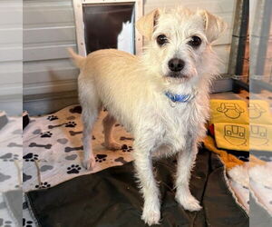 Mutt Dogs for adoption in Chico, CA, USA