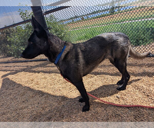 Medium Photo #2 Mutt Puppy For Sale in Imlay City, MI, USA