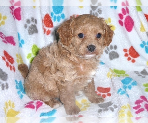 Medium Photo #13 Cavapoo-Poodle (Miniature) Mix Puppy For Sale in ORO VALLEY, AZ, USA