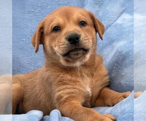 Labrador Retriever-Unknown Mix Dogs for adoption in San Diego, CA, USA