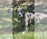 Small #1 American Pit Bull Terrier