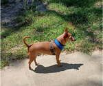 Small #1 Italian Greyhuahua