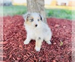 Small #20 Miniature Australian Shepherd