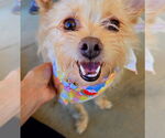 Small #3 Cairn Terrier Mix