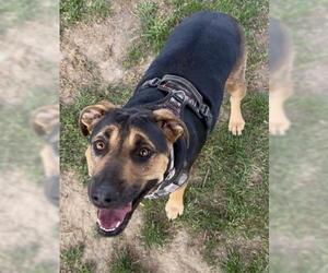 Mutt Dogs for adoption in Bakersfield, CA, USA