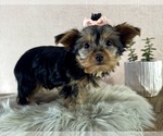 Small #2 Yorkshire Terrier