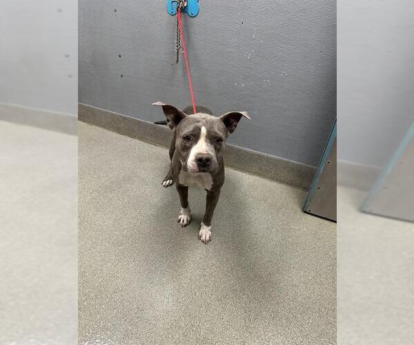 Medium Photo #1 American Pit Bull Terrier-Unknown Mix Puppy For Sale in Las Vegas, NV, USA