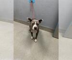 Small American Pit Bull Terrier Mix
